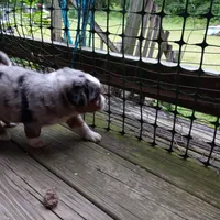 Buckingham, a male Miniature Aussiedoodle for sale in Cameron, SC – Photo 4 of 7
