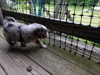 Darby, a female Miniature Aussiedoodle for sale in Cameron, SC – Photo 4 of 5