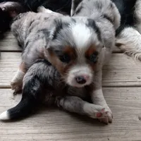 Buckingham, a male Miniature Aussiedoodle for sale in Cameron, SC – Photo 1 of 7