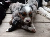 Darby, a female Miniature Aussiedoodle for sale in Cameron, SC – Photo 1 of 5