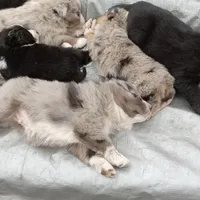 Buckingham, a male Miniature Aussiedoodle for sale in Cameron, SC – Photo 7 of 7