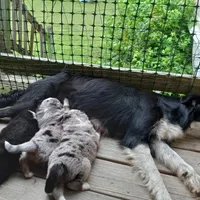 Buckingham, a male Miniature Aussiedoodle for sale in Cameron, SC – Photo 6 of 7