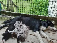 Nova, a male Miniature Aussiedoodle for sale in Cameron, SC – Photo 6 of 7