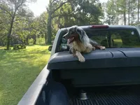 Darby, a female Miniature Aussiedoodle for sale in Cameron, SC – Photo 5 of 5