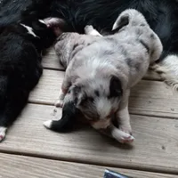 Buckingham, a male Miniature Aussiedoodle for sale in Cameron, SC – Photo 3 of 7