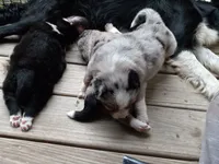 Darby, a female Miniature Aussiedoodle for sale in Cameron, SC – Photo 3 of 5
