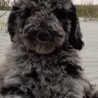 Skipper, a male Goldendoodle for sale in Cameron, SC – Photo 1 of 5