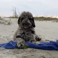 Skipper, a male Goldendoodle for sale in Cameron, SC – Photo 3 of 5