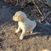 Marley, a male Goldendoodle for sale in Cameron, SC – Photo 3 of 6