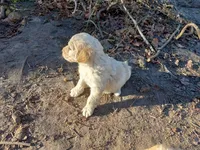 Jackson, a male Goldendoodle for sale in Cameron, SC – Photo 3 of 7