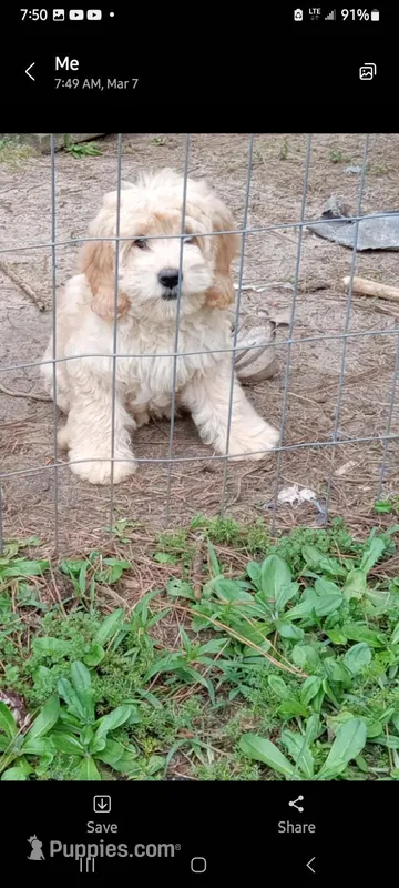Sophie – Goldendoodle puppy for sale in Cameron, SC