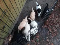 Jackson, a male Goldendoodle for sale in Cameron, SC – Photo 7 of 7