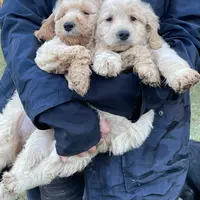 Marley, a male Goldendoodle for sale in Cameron, SC – Photo 2 of 6