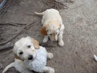 Jackson, a male Goldendoodle for sale in Cameron, SC – Photo 4 of 7