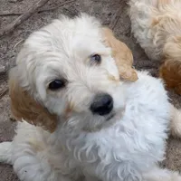 Marley, a male Goldendoodle for sale in Cameron, SC – Photo 1 of 6