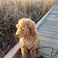Carolina, a female Goldendoodle for sale in Cameron, SC – Photo 2 of 3
