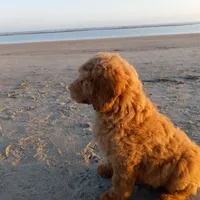 Seabrook, a male Goldendoodle for sale in Cameron, SC – Photo 1 of 4