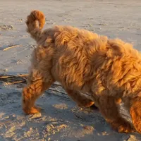 Seabrook, a male Goldendoodle for sale in Cameron, SC – Photo 2 of 4