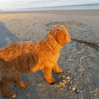 Seabrook, a male Goldendoodle for sale in Cameron, SC – Photo 4 of 4