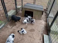 Piper, a male Miniature Aussiedoodle for sale in Cameron, SC – Photo 7 of 10