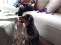 Piper, a male Miniature Aussiedoodle for sale in Cameron, SC – Photo 8 of 10