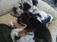 Piper, a male Miniature Aussiedoodle for sale in Cameron, SC – Photo 9 of 10