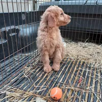 Cassie, a female Goldendoodle for sale in Cameron, SC – Photo 1 of 4