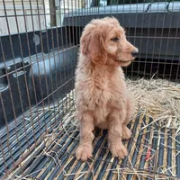Cassie, a female Goldendoodle for sale in Cameron, SC – Photo 3 of 4