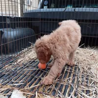 Cassie, a female Goldendoodle for sale in Cameron, SC – Photo 2 of 4