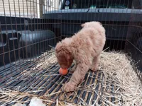 processed/c82af7d3-7f04-4d6e-b2c3-b4ea183ed2f7/listing/5c48a560-d009-4e8b-bc4e-57f7cde74b6b/bc86f6a7-4be1-448c-997c-5c6e52538b4f