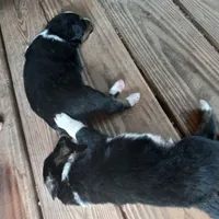 Gauntt, a male Miniature Aussiedoodle for sale in Cameron, SC – Photo 2 of 4