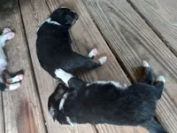 processed/c82af7d3-7f04-4d6e-b2c3-b4ea183ed2f7/listing/5cabcf02-168e-459a-a8a2-95ed2bb52da6/6506d072-0180-47bf-a1a1-fe9bc36cb5e5