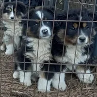 Gauntt, a male Miniature Aussiedoodle for sale in Cameron, SC – Photo 4 of 4