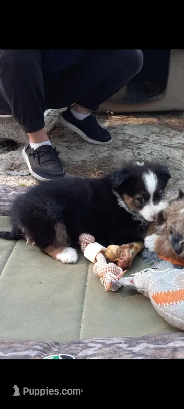 Austin – Border Collie, Miniature Aussiedoodle puppy for sale in Cameron, SC