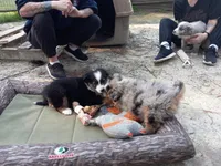 Austin, a male Border Collie and Miniature Aussiedoodle for sale in Cameron, SC – Photo 4 of 5