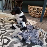 Gauntt, a male Miniature Aussiedoodle for sale in Cameron, SC – Photo 3 of 4