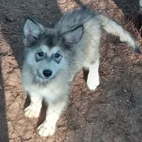 Willow, a female Siberian Husky for sale in Cameron, SC – Photo 1 of 6