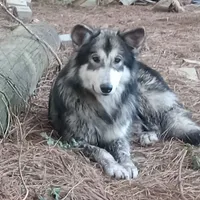 Willow, a female Siberian Husky for sale in Cameron, SC – Photo 6 of 6