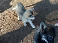 processed/c82af7d3-7f04-4d6e-b2c3-b4ea183ed2f7/listing/5ed8b9f7-77e9-48f2-b56b-3c3686dea142/c0c5a054-0da6-4af8-af66-3fc57bf85fd8