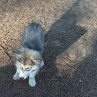 Willow, a female Siberian Husky for sale in Cameron, SC – Photo 4 of 6