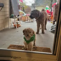 Ellis, a female Goldendoodle for sale in Cameron, SC – Photo 4 of 4