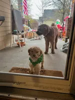 Oakley, a male Goldendoodle for sale in Cameron, SC – Photo 4 of 4