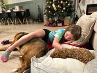 Oakley, a male Goldendoodle for sale in Cameron, SC – Photo 3 of 4