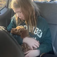 Ellis, a female Goldendoodle for sale in Cameron, SC – Photo 1 of 4