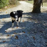 Bailey, a male Aussiedoodle for sale in Cameron, SC – Photo 2 of 5
