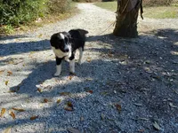 Bailey, a male Aussiedoodle for sale in Cameron, SC – Photo 2 of 5