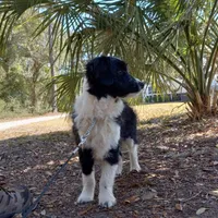 Bailey, a male Aussiedoodle for sale in Cameron, SC – Photo 1 of 5