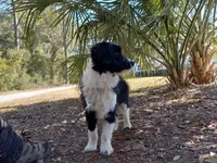 Bailey, a male Aussiedoodle for sale in Cameron, SC – Photo 1 of 5