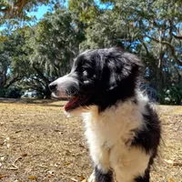 Bailey, a male Aussiedoodle for sale in Cameron, SC – Photo 3 of 5