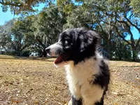 Bailey, a male Aussiedoodle for sale in Cameron, SC – Photo 3 of 5